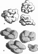 Lichens Clipart Clipground sketch template