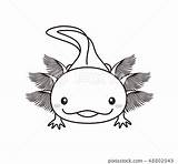 Axolotl Wooper Rolled Caudata Vectores sketch template