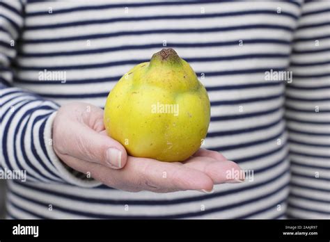man holds freshly picked quince vranja  fragrant pear shaped fruit
