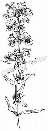 Penstemon Tongued Fuzzy sketch template