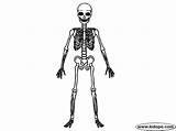 Skeleton Human Coloring Pages Gif Parts sketch template