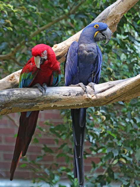pictures  information  hyacinth macaw