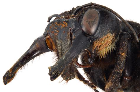The World’s Largest Bee Megachile Pluto Bee Pretend Magazine