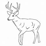 Sambar Coloring Designlooter Deer Sheet Printable sketch template