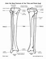 Tibia Fibula Calf Labeling Bony Femur Exploringnature Patella Physiology Skeleton sketch template