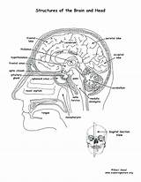 Physiology Anatomy Coloring Pages Getdrawings sketch template