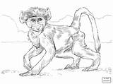 Coloring Monkey Baboon Pages Drawing Spider Baby Chacma Realistic Template Monkeys Baboons Printable Clipart Sketch Getdrawings Handed Library Results Skip sketch template