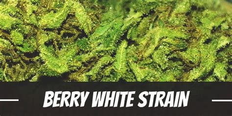 berry white cannabis strain information review ilgm