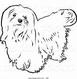 Maltese Coloring Designlooter Upwards Haired Dog Looking Long Background sketch template