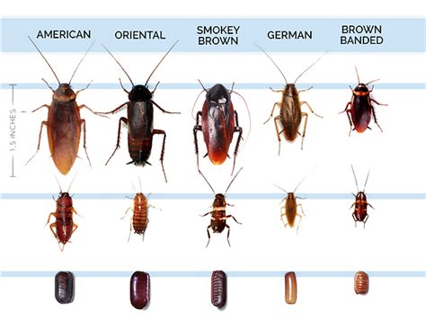 roach infestation gone pest management