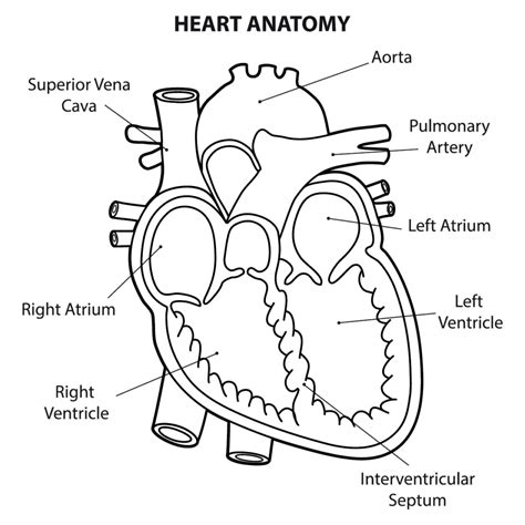 parts     human heart diagrams