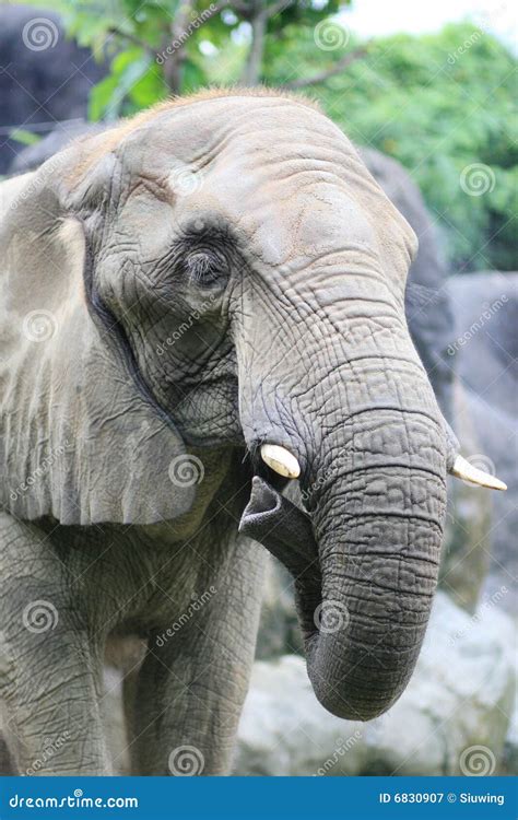 head  elephant stock image image  trunk nature strength
