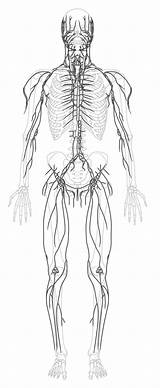 Lymphatic System sketch template