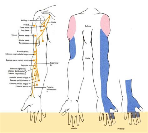 ir anatomy   radial nerve  anatomical   radial nerve