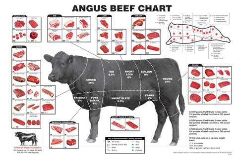 cuts  beef  cuts      quarter   beef
