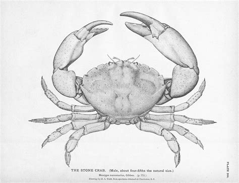 vintage printable crab illustrations crab illustration crab art