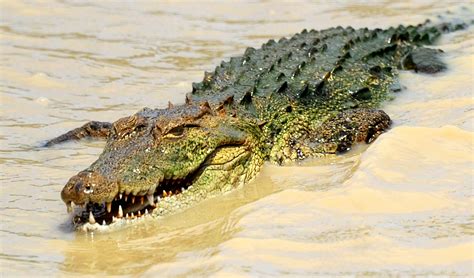 photo crocodile adult salt nature   jooinn
