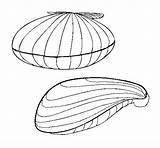 Coloring Clam Getcolorings Color Printable sketch template