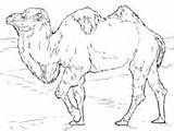 Camel Coloring Bactrian Pages Camels Realistic Color Online sketch template