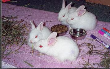 hd animals rabbit babies