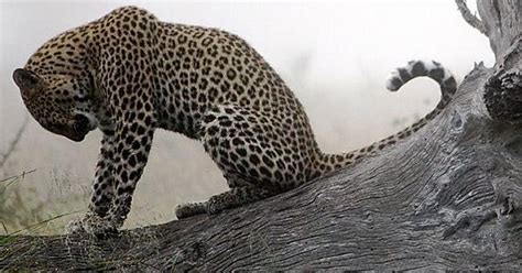 Leopard South Africa Imgur