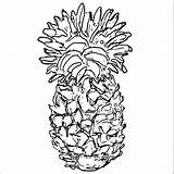 Wecoloringpage Pineapple sketch template