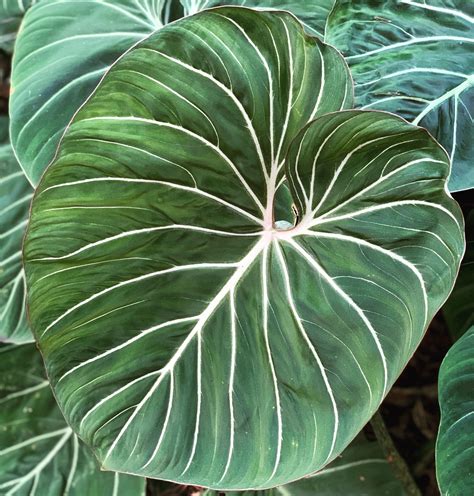 philodendron gloriosum large  form nse tropicals tropical
