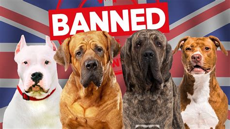 banned dogs  uk