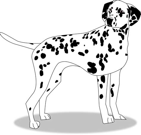 clipart dalmatian   cliparts  images  clipground