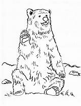 Bear Coloring Grizzly Pages Realistic Printable Drawing Print Color Line Step Samantha Bell Pdf Getcolorings Getdrawings Animals Samanthasbell Today Coloringbay sketch template