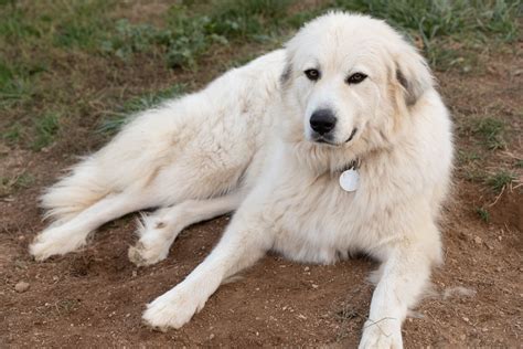 facts  great pyrenees
