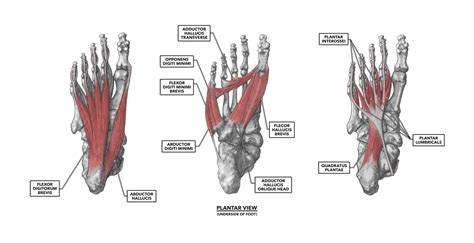 crossfit  foot part  muscles