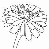 Coloring Pages Flowers Marigold Zinnia Color Printable Print Getcolorings Toddler sketch template