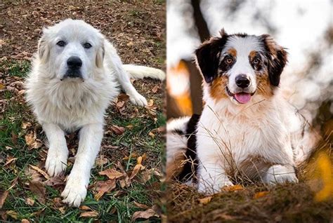 great pyrenees australian shepherd mix pet breed info pictures