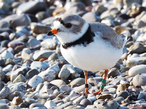 male  female great lakes piping plover recovery effort