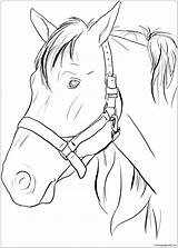 Horse Pages Head Coloring Color Online Adults sketch template