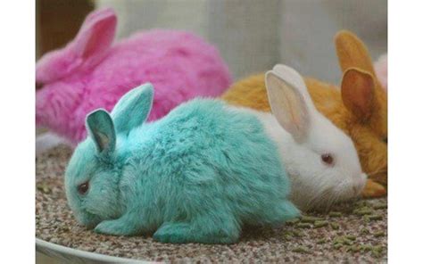 colorful rabbits  lennie asks george      colored rabbits george