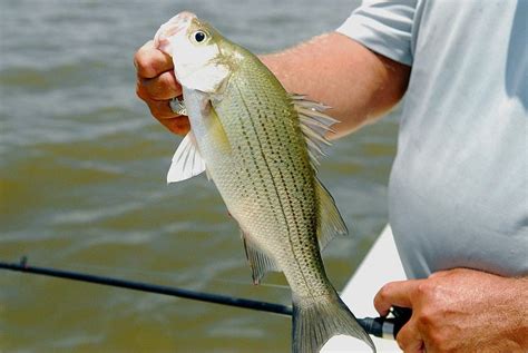 Different Regulations Make It Important To Know A White Bass From A