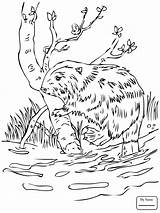 Castor Colorir Beavers Desenhos Beaver Europeo Dibujo Colorironline sketch template