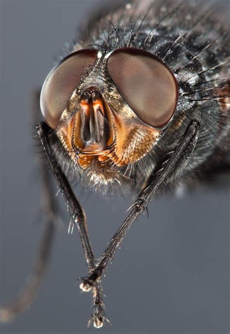 fly close  stock image image  retina insect vision