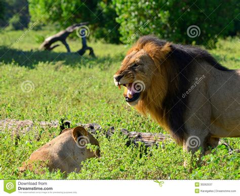 Lions Inchobe National Park Stock Image Image Of Lioness Beautiful