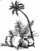 Kelapa Trees Pohon Illustrator Uidownload Primrose Clipartbest Getdrawings Vectorified Coloringhome sketch template