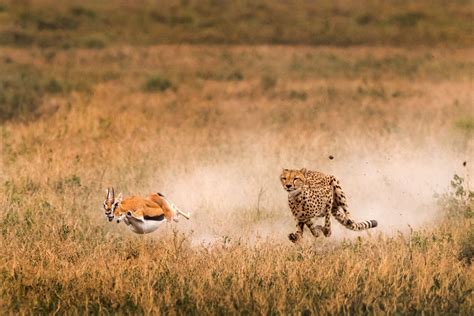 psbattle  mother cheetah chasing  thomsons gazelle photoshopbattles