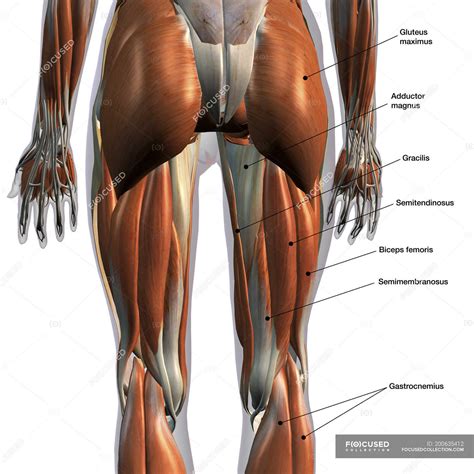 rear view  leg muscles  white background  labels biology
