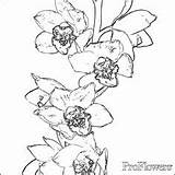 Pages Coloring Colouring Orchids Printable sketch template