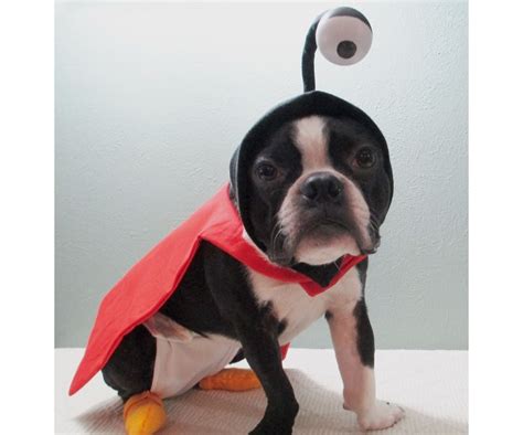 nibbler  futurama dog costume  steps