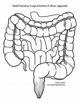 Organs Corps Intestine Cuerpo Anatomy Organes Digestivo Humain Tissue Aparatos Moldes Exploringnature Educacion Ciencias Maqueta Vial sketch template