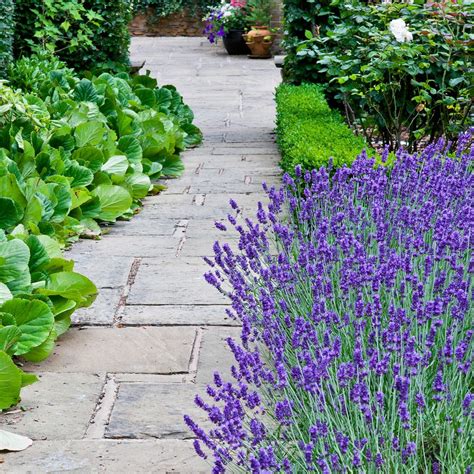 grow lavender  homes  gardens