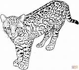 Leopard Coloring Pages Printable Colouring Big Cat Sheets Silhouettes Drawing Large sketch template
