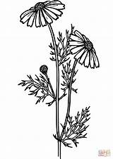 Daisy Plant Coloring Clip Realistic Pages Flower Printable Drawing Kindpng sketch template